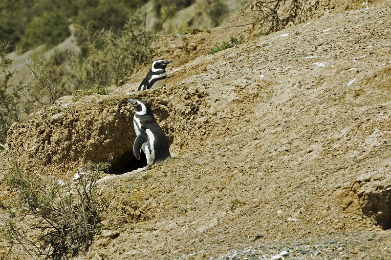 20071209 120647 D2X 4200x2800.jpg - Magellan Penguins at Peninsula Valdes, Argentina.  Impressive homesites.  They come here from as far away as the Falkland Islands.  Penguins always come back to their place of birth to breed